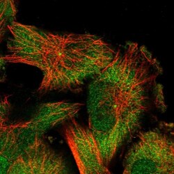 CAPRIN2 Antibody, Novus Biologicals 0.1mL; Unlabeled:Antibodies, Polyclonal